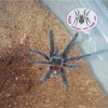 TARANTULA